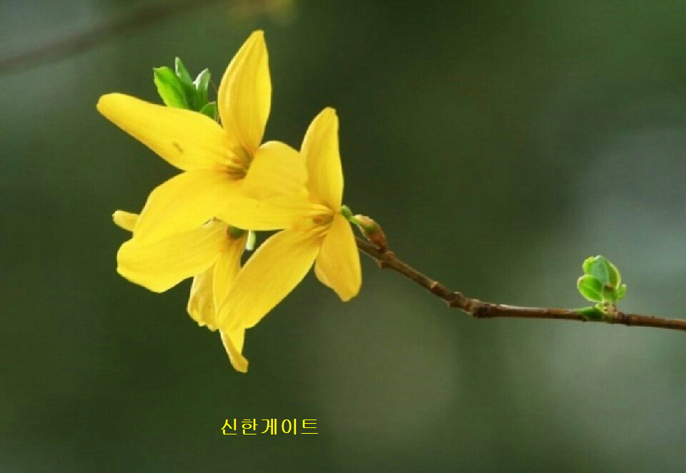 3717599699_O2HICtj3_78ab25aa996a12c76a607fb6f5b9278187e67825.jpg 이미지크게보기